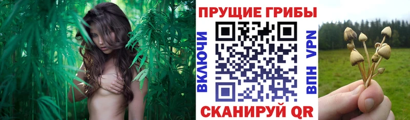 KRAKEN онион  Сибай  Псилоцибиновые грибы MAGIC MUSHROOMS 